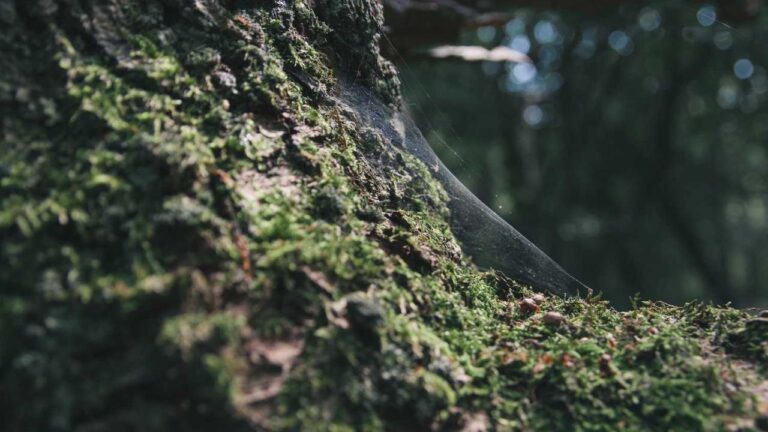 Is The 11Xplay Com App Download Free Or Paid?